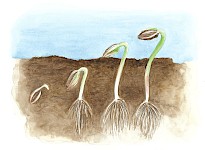 Germinating, book illustration, A4, 2022