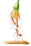 Ants, book illustration, A4, 2022